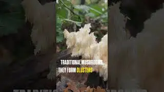 Fun new fungi alert!  🍄