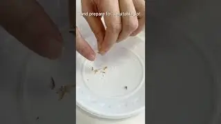 How to harvest the seeds from succulents 🤔#succulentsbox  #cactus #succulents #succulenttip #shorts