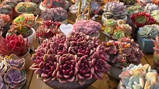 25년12월31일 여러분 새해복많이 받으세요!#다육이 #succulent 