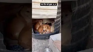 Naya din nayi subha 🙏🏼🙏🏼#puppies #streetdog #shortvideos