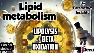 Lipid Metabolism - lipolysis and Beta oxidation - Biochemistry#medicaleducation