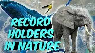 Record Holders In Nature 🐘 Animal Facts 🦅 Record Breaking Animals 🐜
