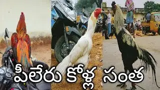 piler Sunday Market||పీలేరు కోళ్ల సంత ప్రతి ఆదివారం