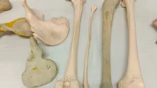 discussion for hip bone.... side determination, parts and osteology!