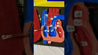 Internal Structure Of Heart | Class-10 | #science #school #scienceexperiment