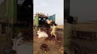 Unloading Cow Dangerous Cow Mandi Update #2023 #cattles #cowmandi #animal #cow #dangerous #camel