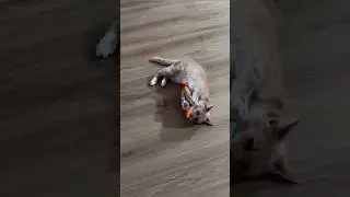 🐟 Bounce, pounce, repeat! Saury Fish Catnip Toy = endless kitty fun! 🐾 Grab yours now! #catnip #cat