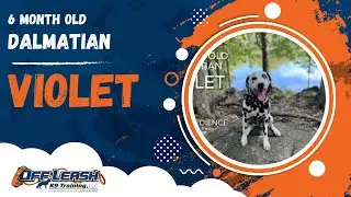 Violet | 6 Month Old Dalmatian | 1 Week Board & Train | Off Leash K9 Training, Georgia