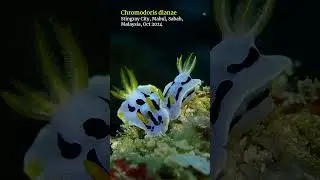 Diana's chromodoris #nudibranch #mabul #sabah #scubadiving