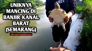 Spot Penuh Kejutan! Mancing Di Banjir Kanal Barat Semarang Penghuninya Beragam!  Mancing Bader