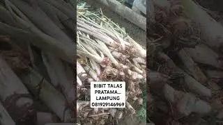 BIBIT TALAS PRATAMA..PETANI LWMPUNG#shorts#benih#talaspratama#viral#lampung