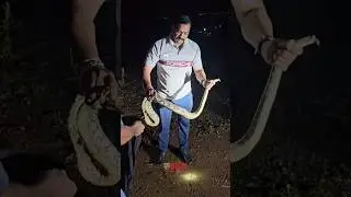 Fearless Rescue of a Huge Rock Python Snake #shorts #youtubeshorts #snakerescue