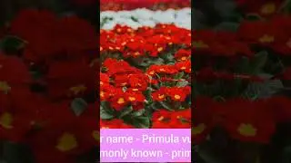 🌸 Beautiful Flower Names You Should Know! #FlowerNames #KnowTheFlower #itsqueenpreviousgirl