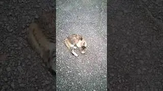 This kitten is infected with ringworm and this unfortunately kitten is dying.