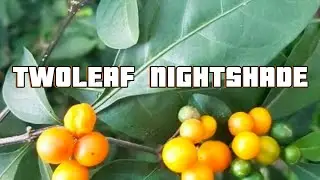 TWOLEAF NIGHTSHADE #plants #nature #gardening #garden #fruit 