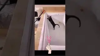 🐈CAT DOING MISCHIEF #mundogatuno85 #SantJordi2024 #cats #fyp #Viral #cute #catlover #shorts #cat