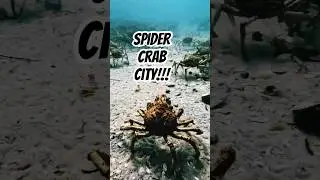Piles of crabs in port Phillip bay #scubadiving #gopro #marinephenomenon #scubalovers #divevideo