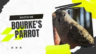Bourke&rsquo;s Parrot &ndash; The Quiet Beauty of the Parrot World! 🦜🌅
