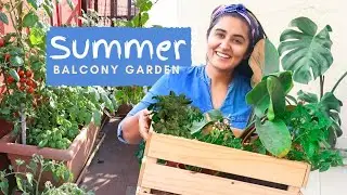 Summer Garden| What I am growing and How I am growing in my Balcony