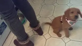 My puuppyyyy