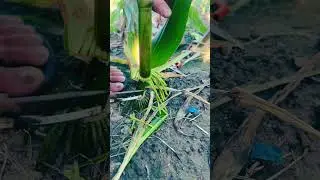 GVH4646818 mini rotary tillage & ridging all-in-one fresh corn roots cutting short view #viral #new