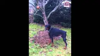 krmitko 261211.wmv