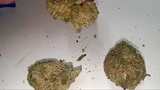 Lit farms thca hemp flower rosin press 21and older 