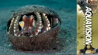 Veined Octopus or Coconut Octopus  | UltraHD Stock Footage