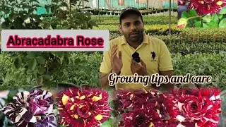 Abracadabra Rose growing tips and care ...#rose #uniqueplants #rarevariety #printedrose #viralvideo
