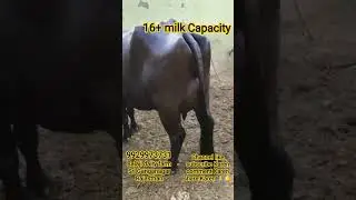#baffalo #cow #Balaji Dairy form#9929973731#India delivery#channel like subscribe 🙏🔔
