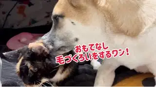 大好き猫ちゃん♪うれしいワン！