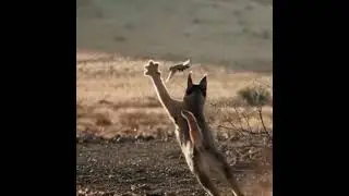 Caracal Catching Bird in mid-air