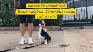 น้องเฮอร์บี้ อายุ 4 เดือน 