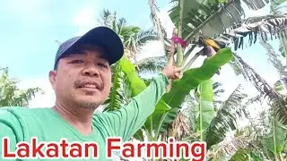 Paano maiwasan ang pagkatumba ng saging (Banana Propping and Tying)