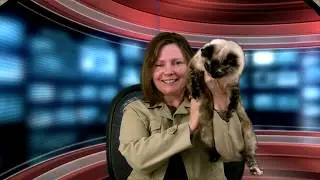 Testing Vegas Pro 15 Chromakey against blue screen background