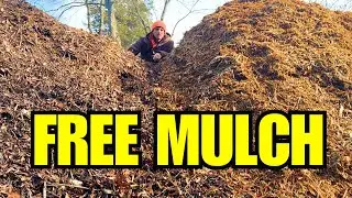 My Free Mulch Hack Still Works // Deep Bedding Milestone // Silvopasture Progress