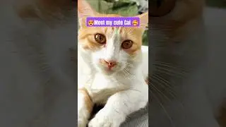 Cute Cat videos for cats to watch 🥰 | URGanesh