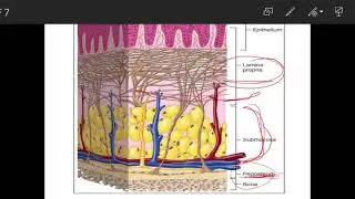 Oral mucosa