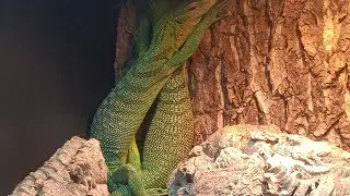 Green Tree Monitors copulation
