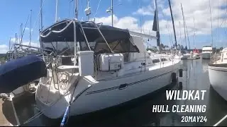 Wildkat Hull Cleaning 20MAY24 #oahu #hireddivers #boating #cleaning #underwatercleaning