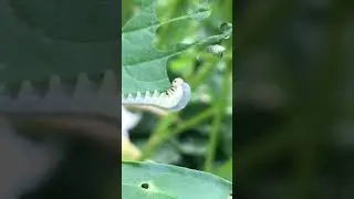 Tenthr&egrave;de ou fausse chenille en plein repas