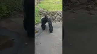 San Francisco Zoo gorilla Oscar #sanfranciscozoo