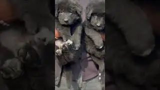 Black German Shepherd, long coat hair available in Roorkee pet lover