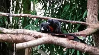 Roodbuik tamarins in de Orchidee&euml;nhoeve te Luttelgeest.