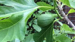 Fig update UK on breba fruit