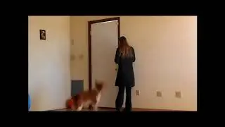 brain training games for dogs   brain training games for dogs adrienne farricelli 2