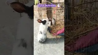Cute bunnies playing 🐇🐰#viral #shorts #trending #bunny #rabbit