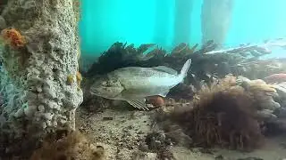Dusky Morwong