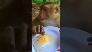 Monkey is frying eggs😂😂