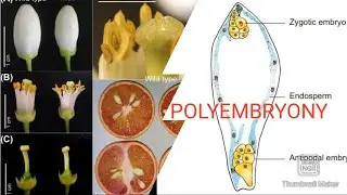 Standard 12| Polyembryony |Types of Polyembryony | Bio Botany | Sci | Science | English|Diagram #Sci